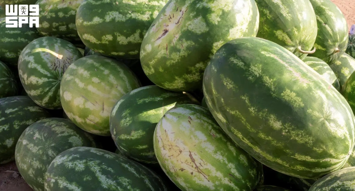 Saudi Arabia's Watermelon Production Surges to 620,000 Tons, Driving Economic Growth