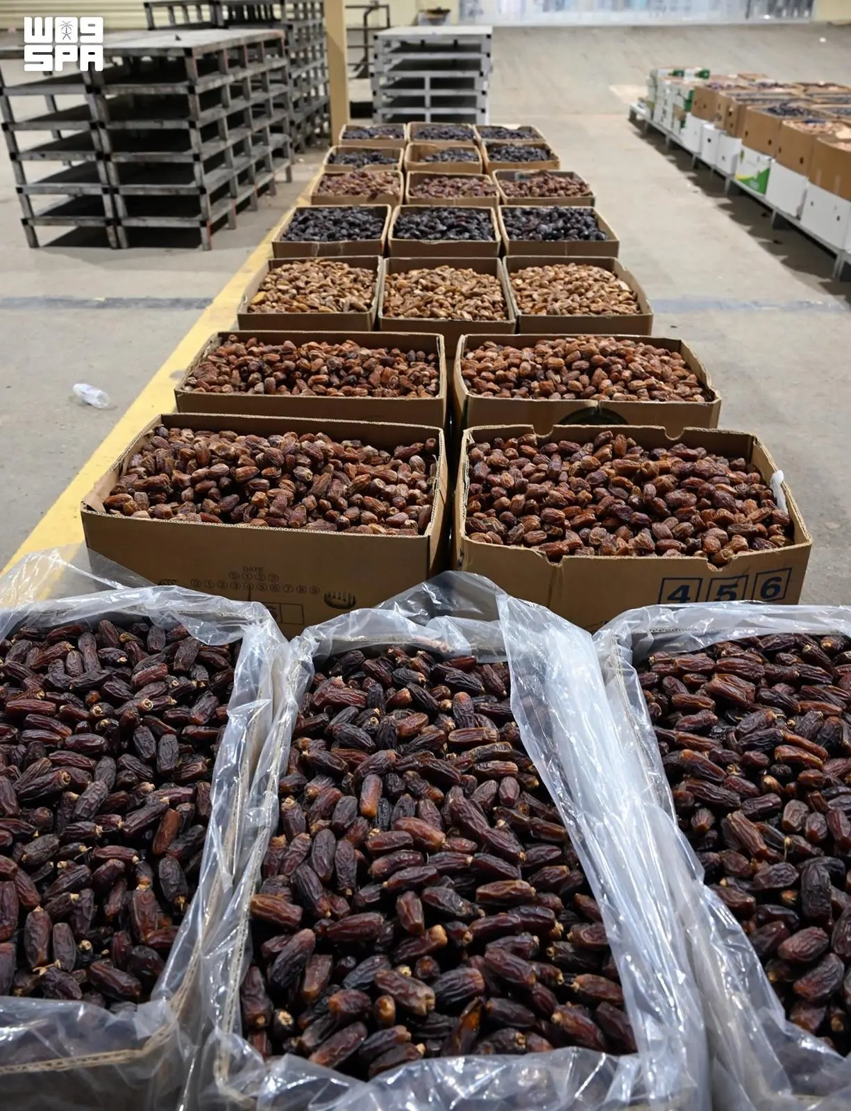 Madinah Emerges as a Date Production Powerhouse in Saudi Arabia